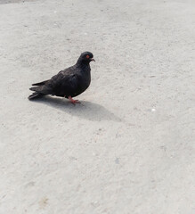 pigeon on the beach