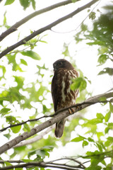 Brown hawk-owl in a temple of Tokyo