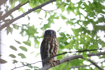 Brown hawk-owl in a temple of Tokyo