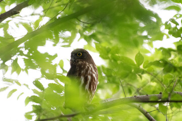 Brown hawk-owl in a temple of Tokyo