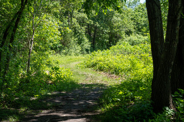 Trail through Minneopa State Park in Mankato, Minnesota on a late spring day. Grass covered trail