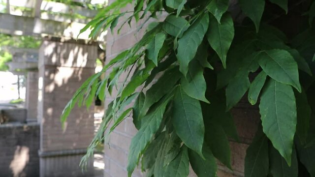 Climbing plant on brick pillar structure blowing gently in breeze