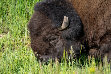 Bison grazing on grass in Yellowstone National Park in Lamar Valley in summer