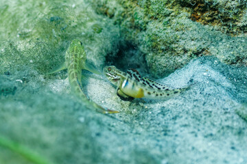 A spawning pair of colorful Goby fish (Gobioidei) rest outside their shared burrow in a central Florida spring. The egg-laden female is shown frame right.