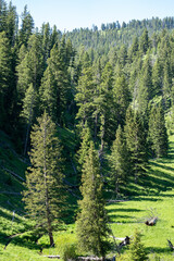 Lodgepole Pines in the Lamar Valley area of Yellowstone National Park in summer