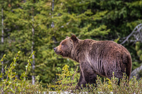 a big grizzly bear going about his day in Kananaskis country . 
