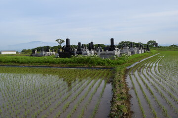 水田の中にある墓地