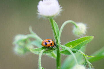 Ladybug macro on the green leaf