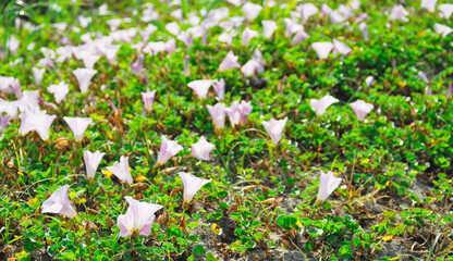 花　海辺　素材