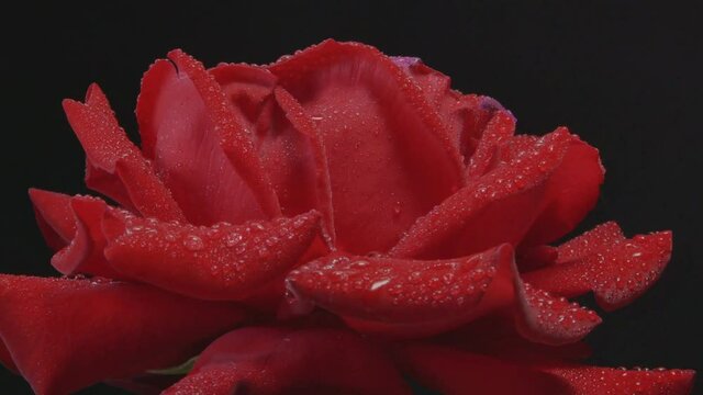 Close-Up Of Wet Red Rose Rotating On Black Background. Loop 60fps Speed-Up x2