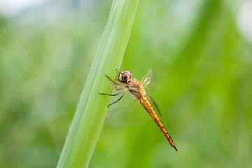 Dragonfly hanging on a blade of grass