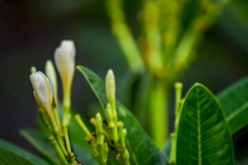 fresh white flower bud in the garden, beautiful fresh flower