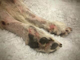Skin problem on dog leg,Dermatitis disease