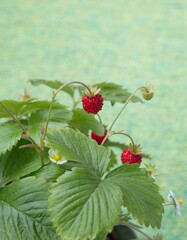 Strawberry plant with fruits and flowers, woodland strawberry, Fragaria vesca