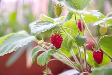 Strawberry plant with fruits and flowers, woodland strawberry, Fragaria vesca