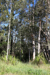 Fototapeta premium Beautiful Australian forest showing gum trees and shrubs, pathway and water