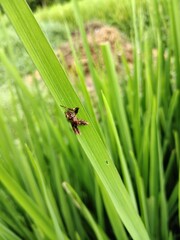 Spider on rice plant