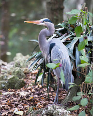 Blue Heron Stock Photos. Blue Heron bird close-up profile view with foliage background.