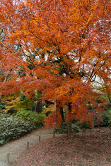 六義園の紅葉