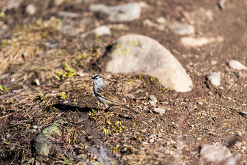 Rocky mountains Linkins Lake trail on Independence Pass near Aspen, Colorado in summer of 2019 and closeup of one white-crowned sparrow bird
