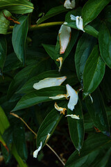 Respectful flowers can be very beautiful.