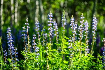 Group of blue purple lupine flowers in forest meadow in Snowmass Village in Aspen, Colorado many colorful wildflowers with sunlight and blurry background