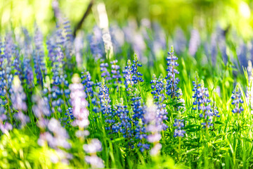Group of blue lupine flowers in forest meadow in Snowmass Village in Aspen, Colorado many colorful...