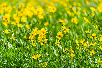 Albion Basin, Utah 2019 wildflowers festival summer season in Wasatch mountains with closeup of meadow and pattern of many yellow Arnica sunflowers flowers