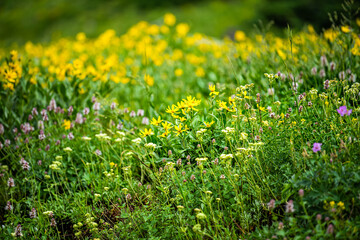 Albion Basin in Alta, Utah summer festival with many yellow wildflowers flowers in Wasatch mountains in meadow field shallow depth of field blurry background