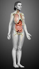 3d rendered medically accurate illustration of female  Internal organs and skeleton system