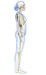3d rendered, medically accurate illustration of a female skeleton system