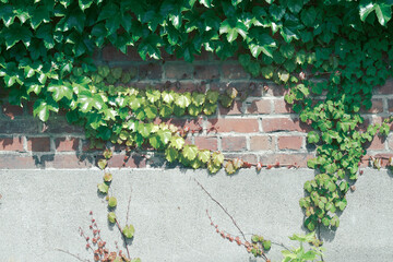 レンガ造りの壁とツタ植物