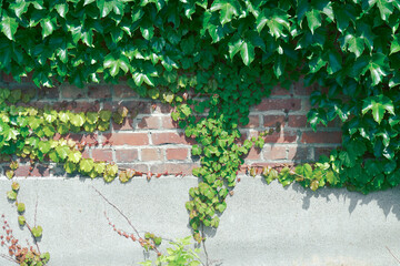 レンガ造りの壁とツタ植物