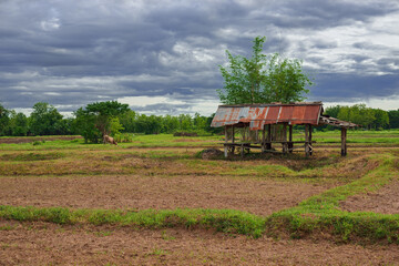 Obraz premium Old cottage in the field