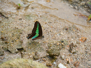 Common Bluebottle - Graphium sarpedon - is drinking water in the riverside in Fukuoka prefecture, JAPAN.