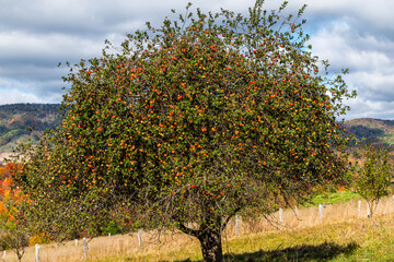 Fototapeta premium Autumn apple tree large plant in orchard with many red fruit hanging at farm landscape in Blue Grass, Highland County, Virginia