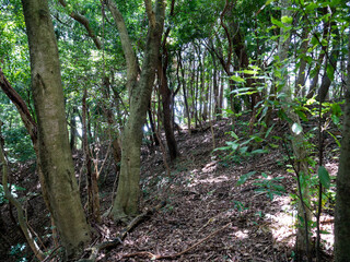 Footpath go in through a Cedar’s forest in Fukuoka prefecture, JAPAN.