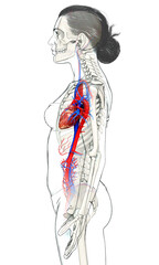 3d rendered medically accurate illustration of Female  heart