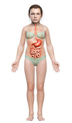 3d rendered, medically accurate illustration of a young girl stomach and small intestine