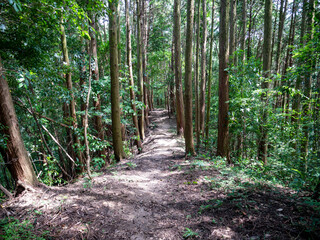 Footpath go in through a Cedar&rsquo;s forest in Fukuoka prefecture, JAPAN.