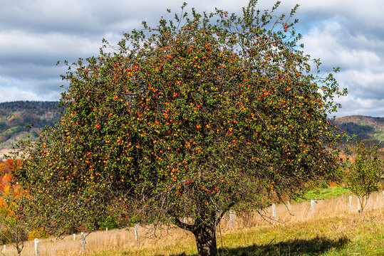 Autumn Apple Tree Large Plant In Orchard With Many Red Fruit Hanging At Farm Landscape In Blue Grass, Highland County, Virginia