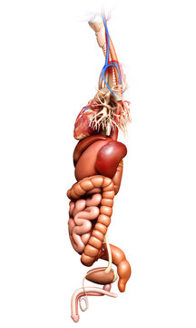 3d rendered medically accurate illustration of  Digestive System  and heart