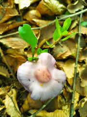 yellow flowers in the garden