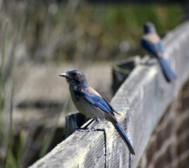 Naklejka premium Once of a pair of California scrub jays (Aphelocoma californica), with spider webs on its face after searching for insects in the webs on a wooden walkway