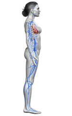3d rendered medically accurate illustration of a female Veins anatomy