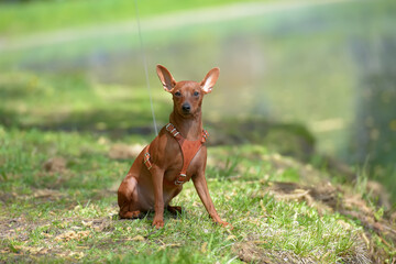 Miniature pinscher with uncut ears in the park
