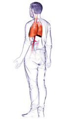 3d rendered, medically accurate illustration of a male lung anatomy