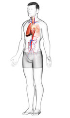 3d rendered, medically accurate illustration of a male lung anatomy