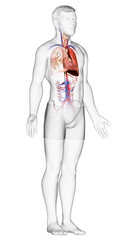 3d rendered, medically accurate illustration of a male lung anatomy