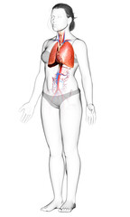 3d rendered, medically accurate illustration of a female lung anatomy